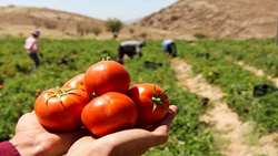 برداشت 4800 تن گوجه فرنگی از گلخانه های شهرستان نرماشیر